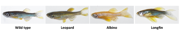 ZebrafishStrains